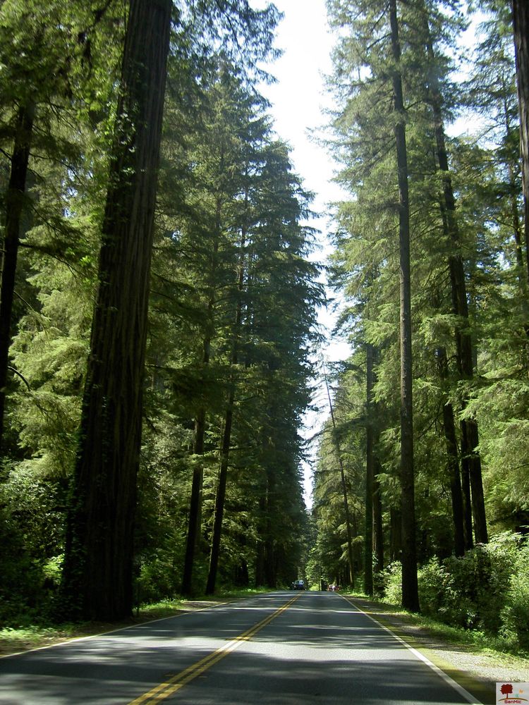 La route 1 sous les "Redwood"